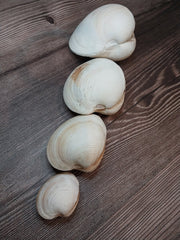 Quahog Clam Pair - Loving Coastal Living