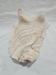 Queen Conch Shell - DecorLoving Coastal Living