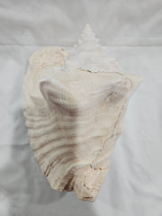 Queen Conch Shell - DecorLoving Coastal Living