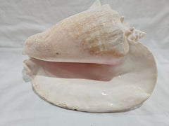 Queen Conch Shell - DecorLoving Coastal Living