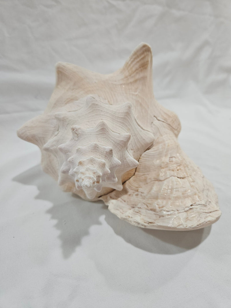 Queen Conch Shell - DecorLoving Coastal Living