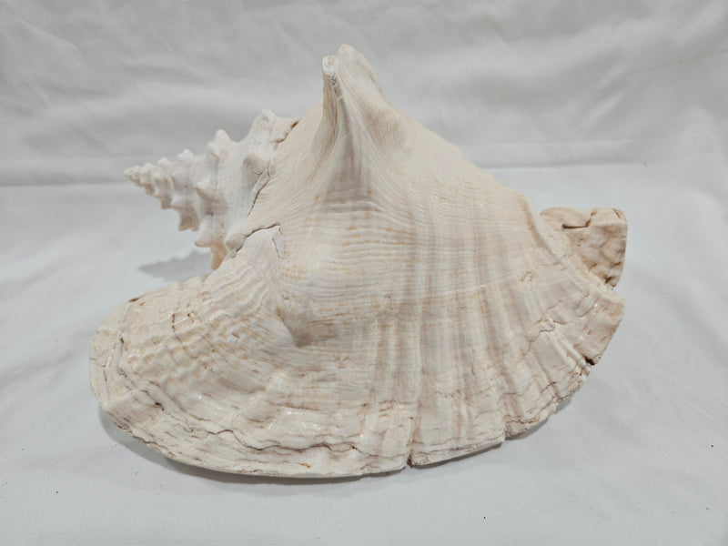 Queen Conch Shell - DecorLoving Coastal Living