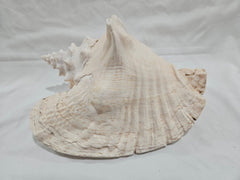 Queen Conch Shell - DecorLoving Coastal Living