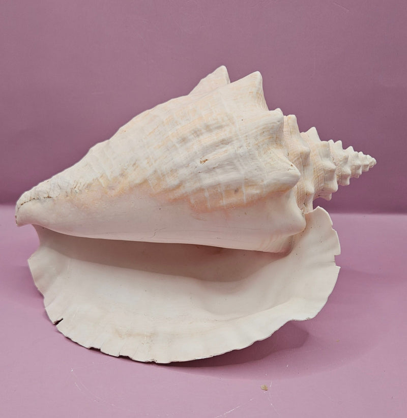 Queen Conch Shell - 9.5" Natural Coastal Home Décor Accent - seashellsLoving Coastal Living