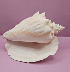 Queen Conch Shell - 9.5