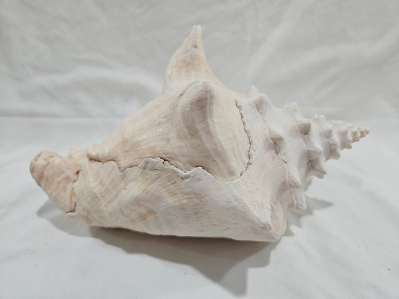 Queen Conch Shell - DecorLoving Coastal Living