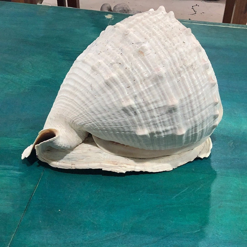 Queen Emperor Helmet Shell – Large Cassis Madagascariensis Seashell (10") - ShellsLoving Coastal Living