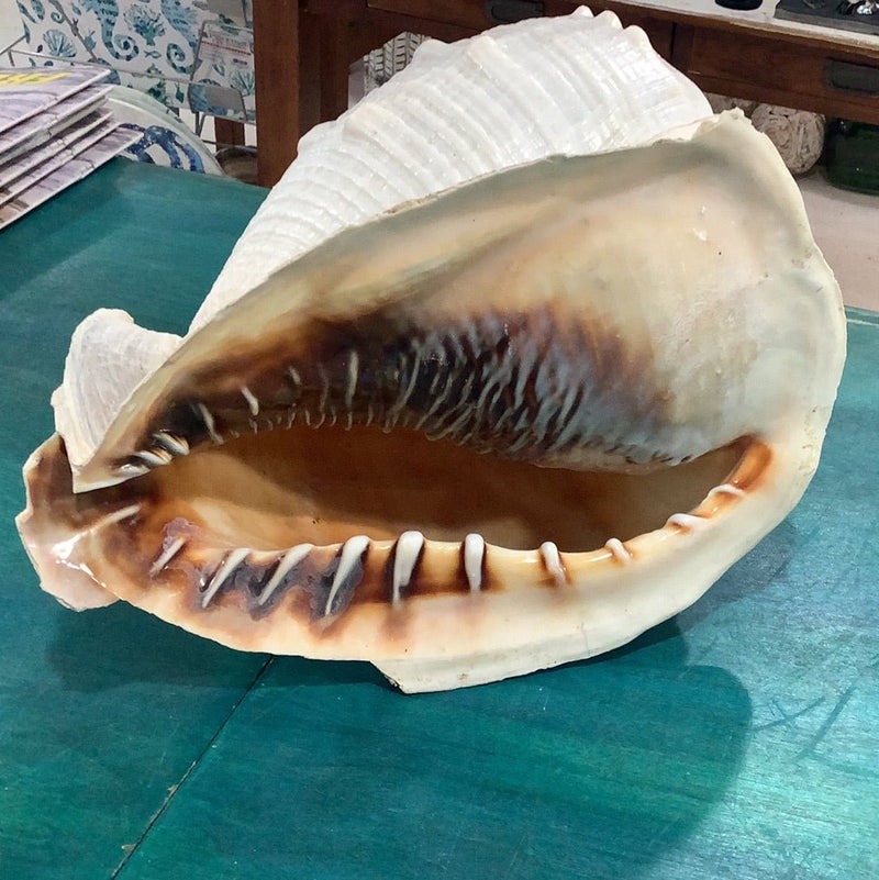 Queen Emperor Helmet Shell – Large Cassis Madagascariensis Seashell (10") - ShellsLoving Coastal Living