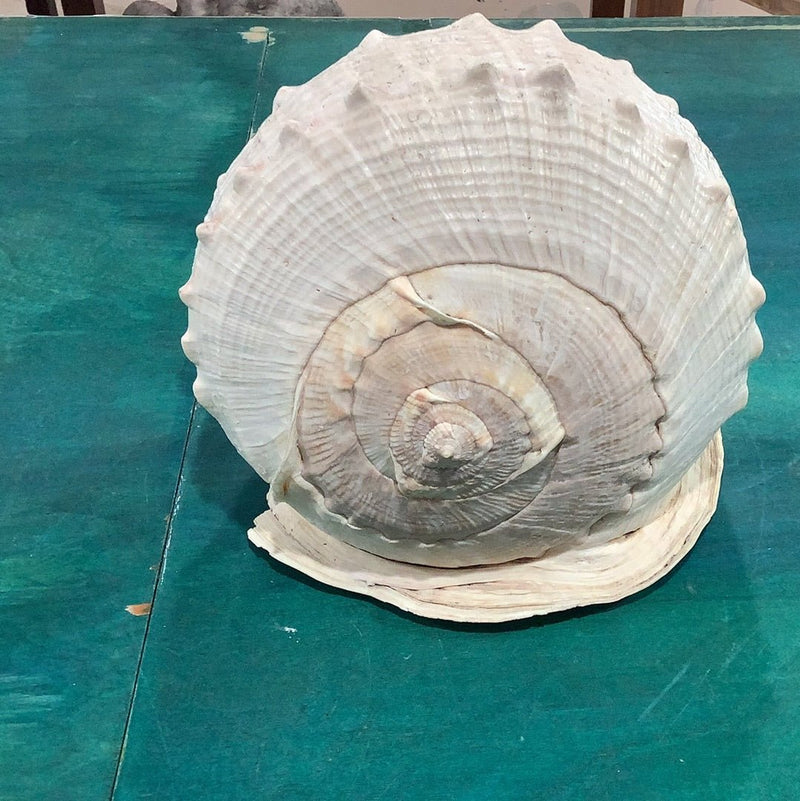 Queen Emperor Helmet Shell – Large Cassis Madagascariensis Seashell (10") - ShellsLoving Coastal Living