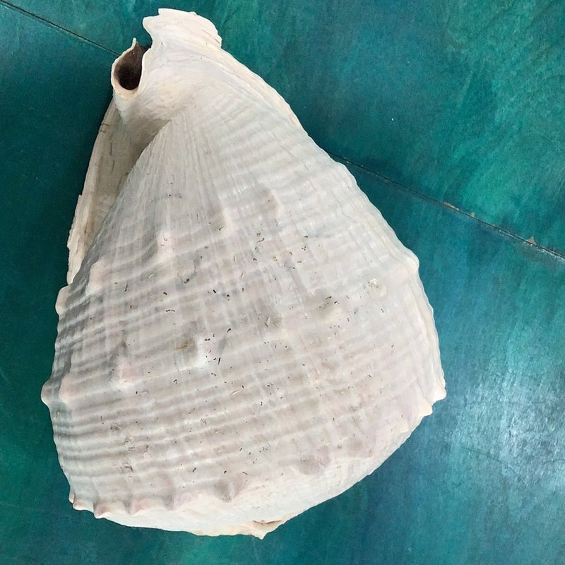 Queen Emperor Helmet Shell – Large Cassis Madagascariensis Seashell (10") - ShellsLoving Coastal Living