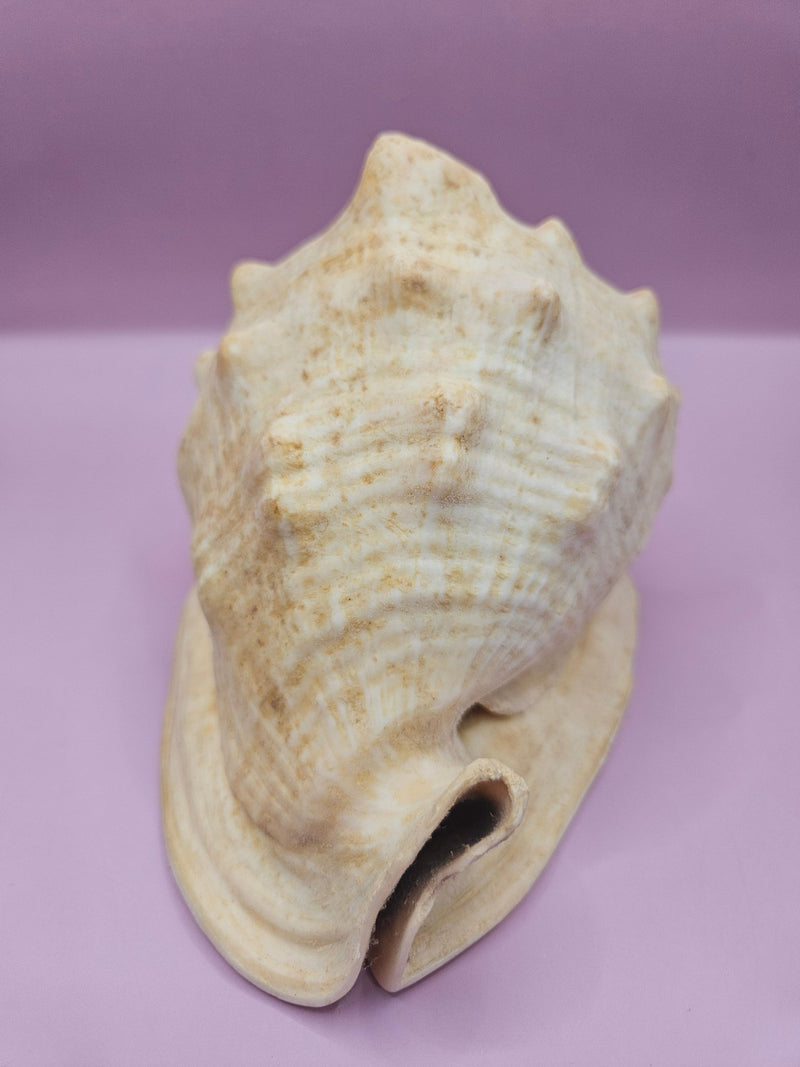 Queen Helmet Shell – 6" With Documentation - ShelllsLoving Coastal Living