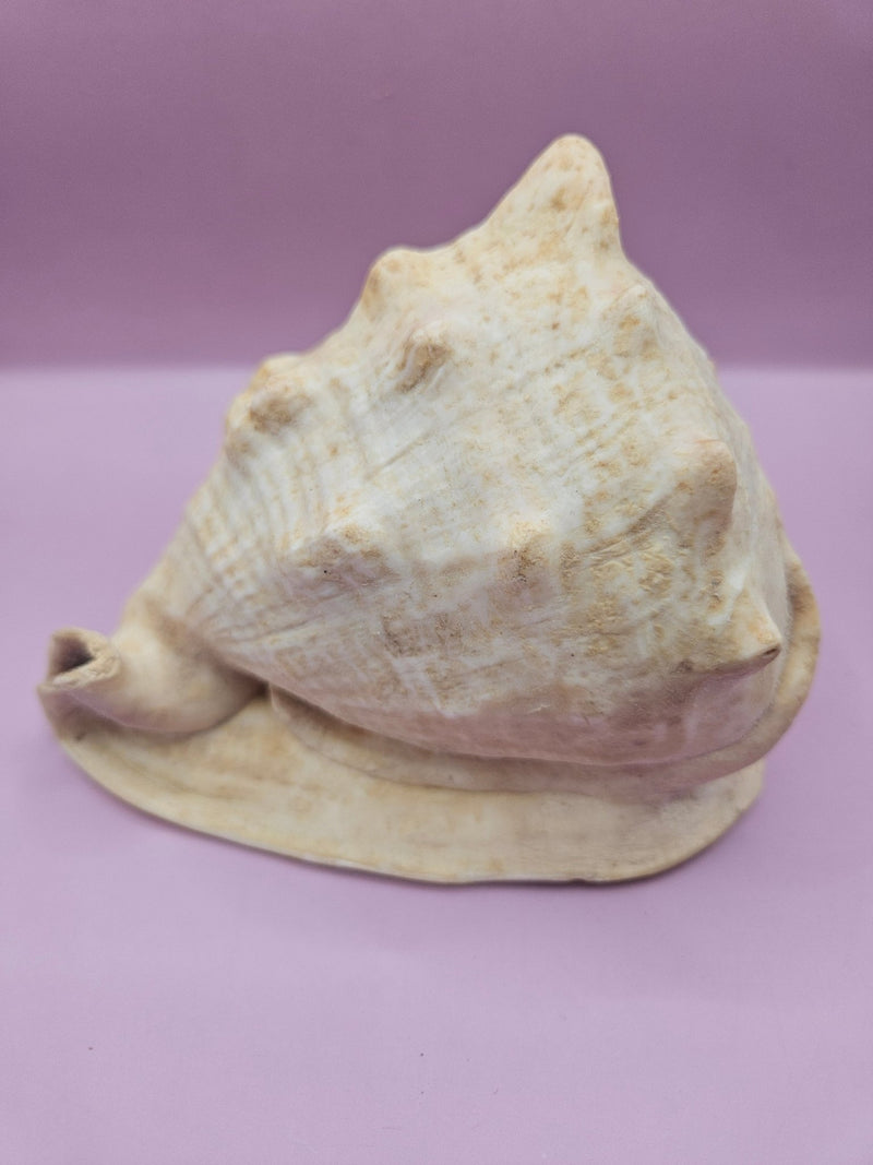 Queen Helmet Shell – 6" With Documentation - ShelllsLoving Coastal Living