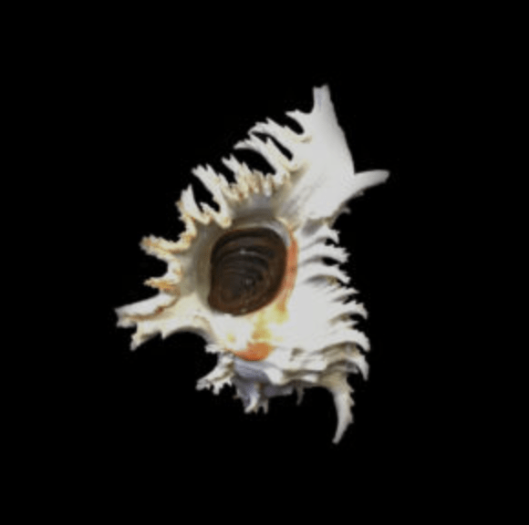 Ramose Murex with Operculum - Murex ramosus - Tideline