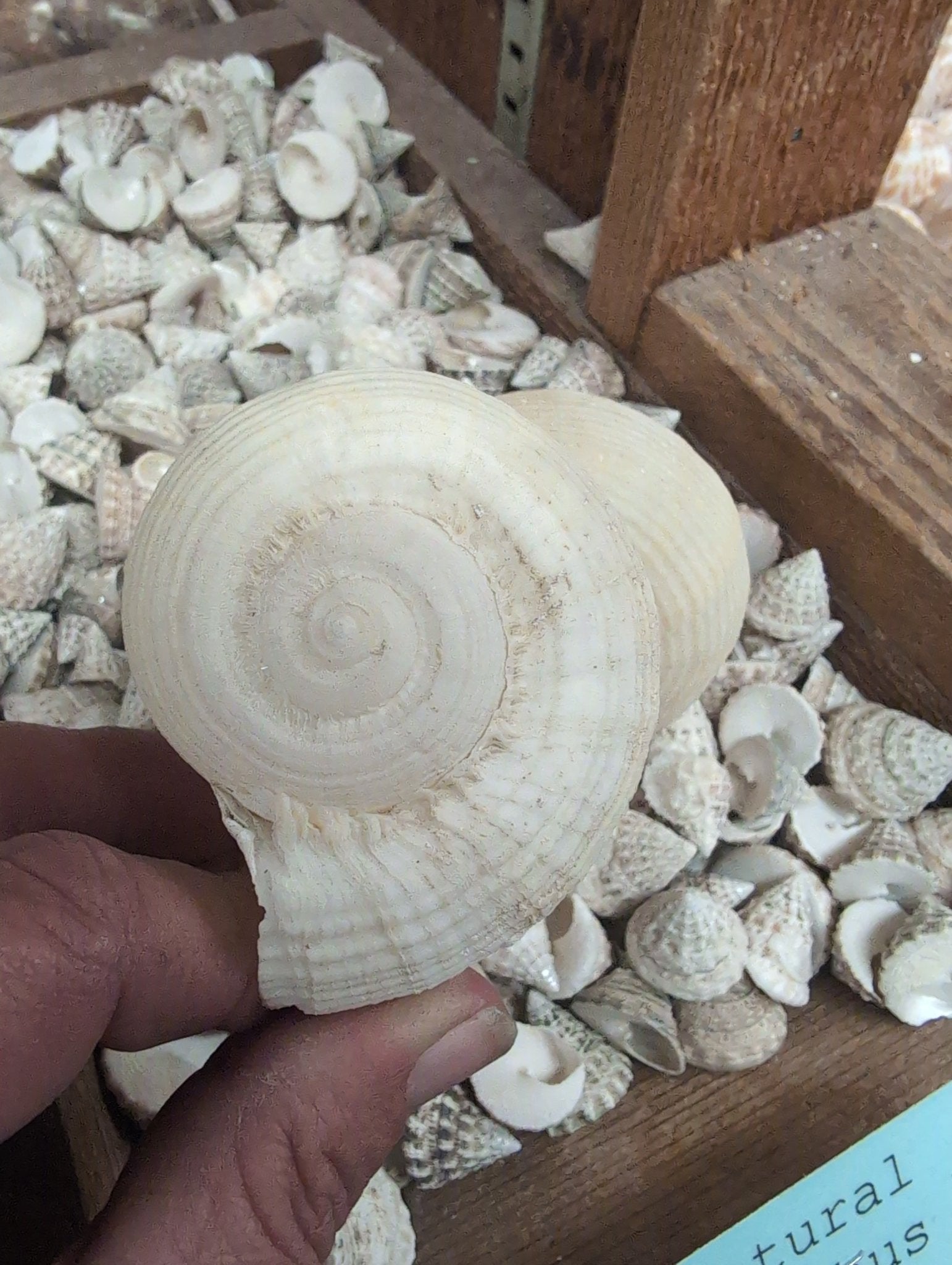 Turnip Shell Rapa rapa- turnip Shell | Loving Coastal Living