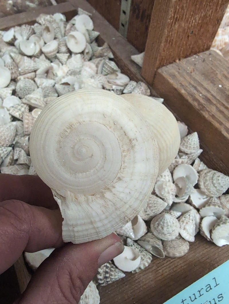 Rapa rapa - turnip Shell - Loving Coastal Living