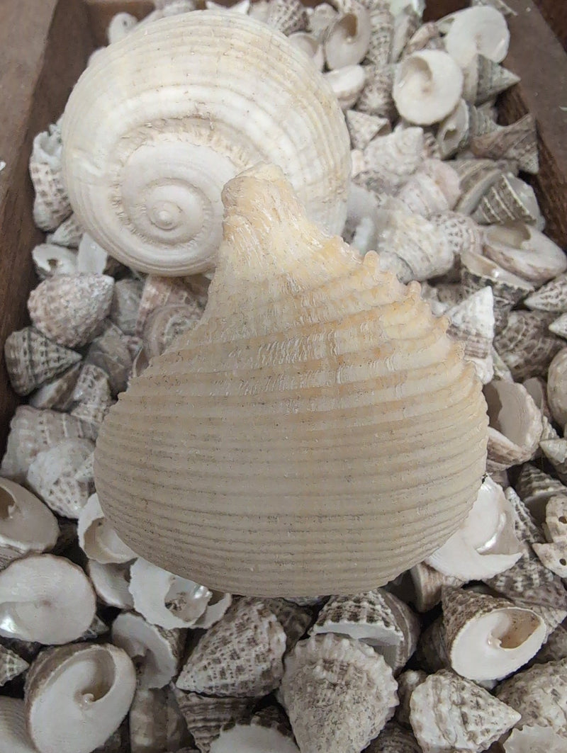 Ripa Rapa Rapa rapa- turnip Shell | Loving Coastal Living