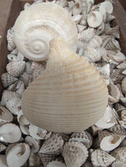Rapa rapa - turnip Shell - Loving Coastal Living