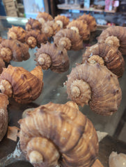 Rapa Rapiformis Turnip Shell - Loving Coastal Living