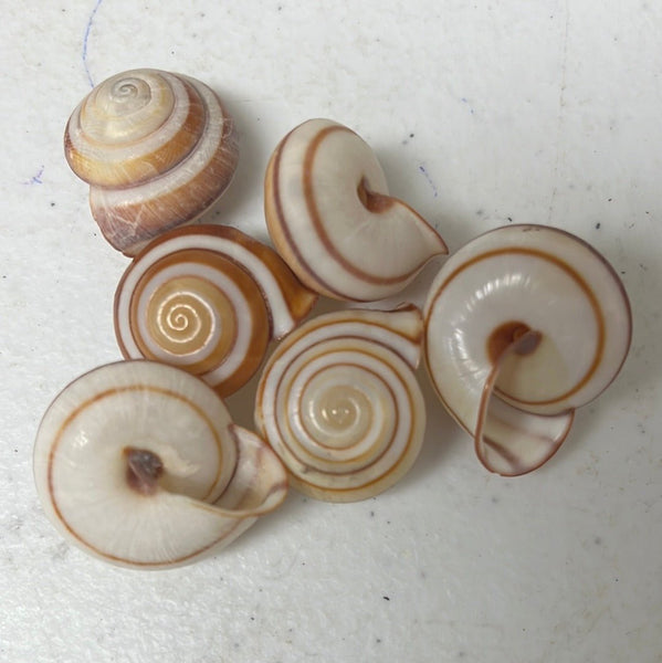rare-calocochlia-land-snail-