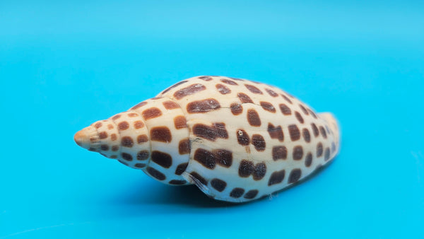 Rare Scaphella Junonia Volute Shell on a bright blue background, showcasing the spotted pattern and full cone shape.