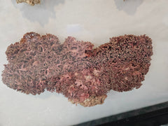 Rare Red Soft Coral Sponge Trio Shadowbox - 20