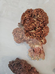 Rare Red Soft Coral Sponge Trio Shadowbox - 20