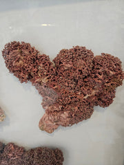 Rare Red Soft Coral Sponge Trio Shadowbox - 20