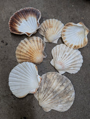 Raw Baking Scallop Shells - ShellsLoving Coastal Living