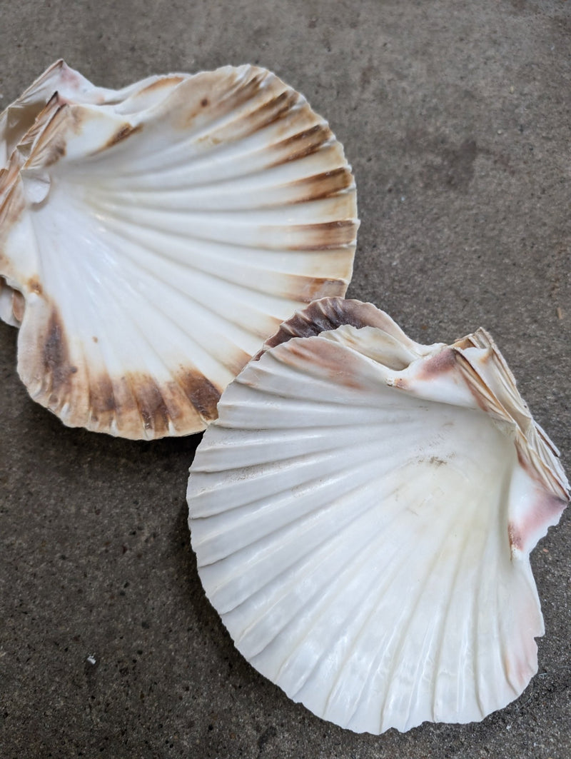 Raw Baking Scallop Shells - ShellsLoving Coastal Living