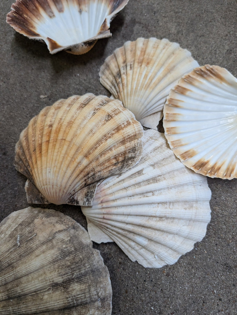 Raw Baking Scallop Shells - ShellsLoving Coastal Living