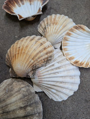 Raw Baking Scallop Shells - ShellsLoving Coastal Living