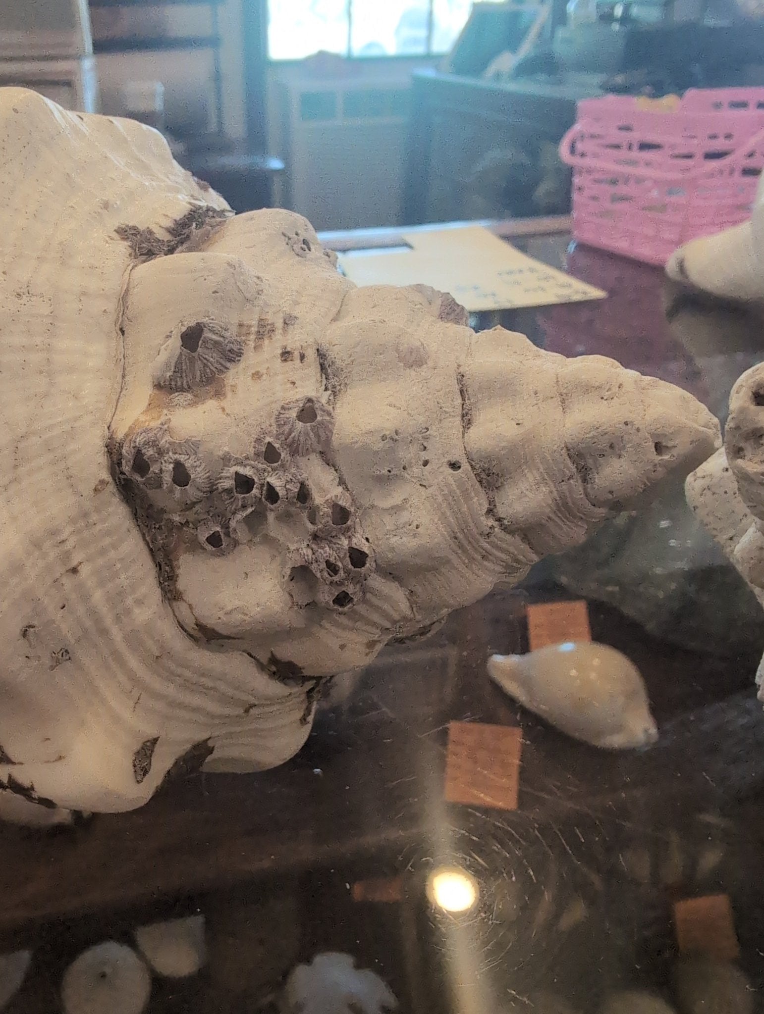 Dawraw Shell Raw Chank Shell | Loving Coastal Living
