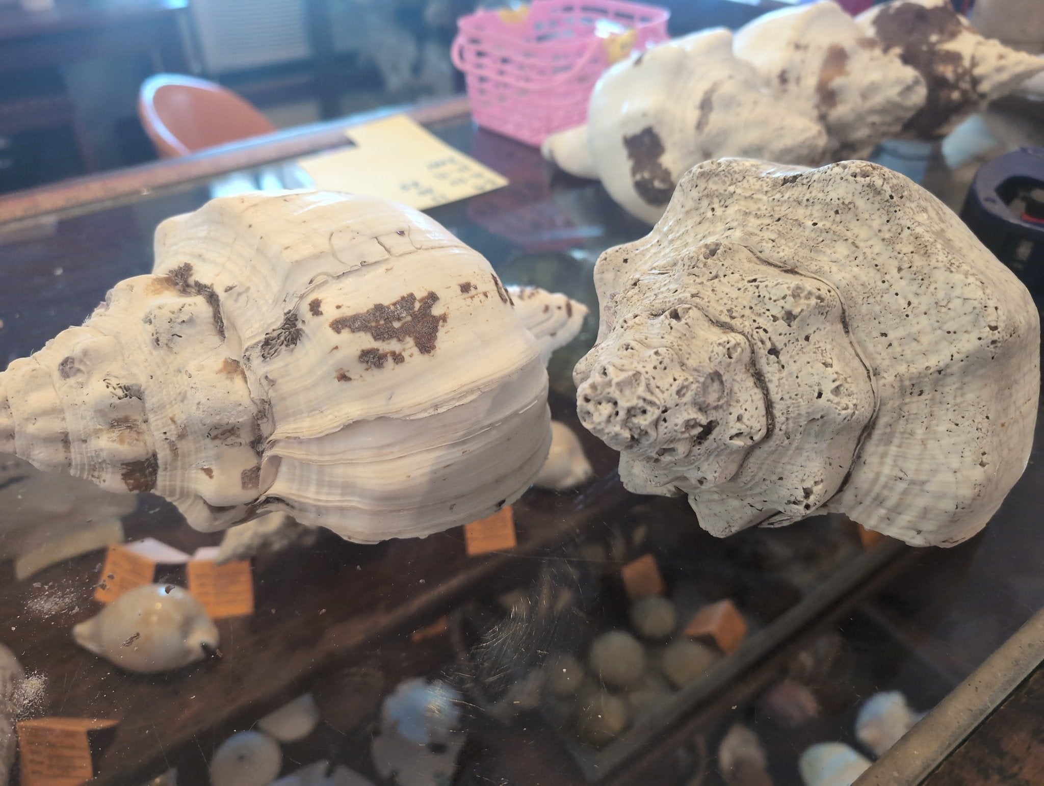 Cranck Shell Raw Chank Shell | Loving Coastal Living