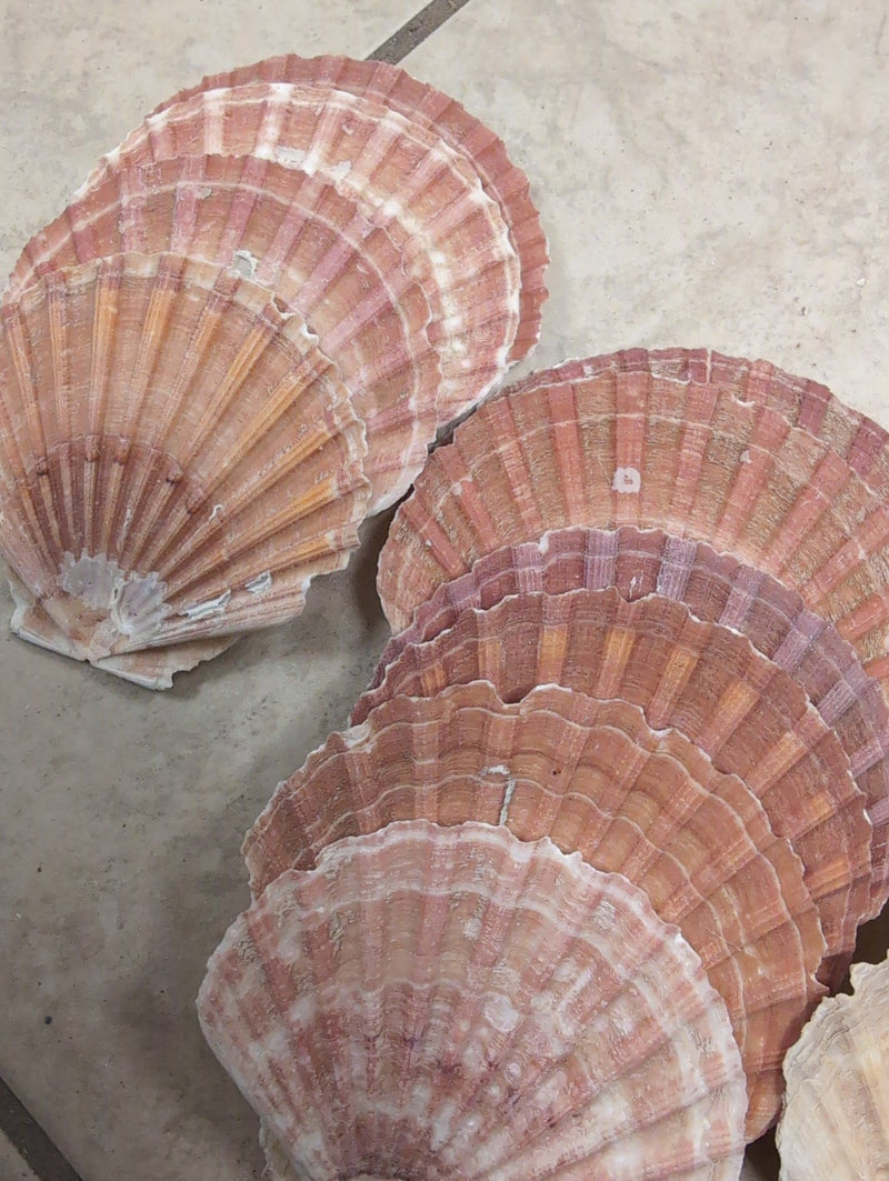 Raw Irish Flat Scallop Shells - ShellsLoving Coastal Living