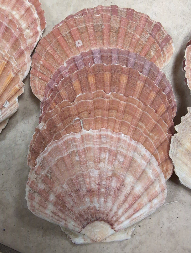 Raw Irish Flat Scallop Shells - ShellsLoving Coastal Living