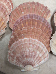 Raw Irish Flat Scallop Shells - ShellsLoving Coastal Living