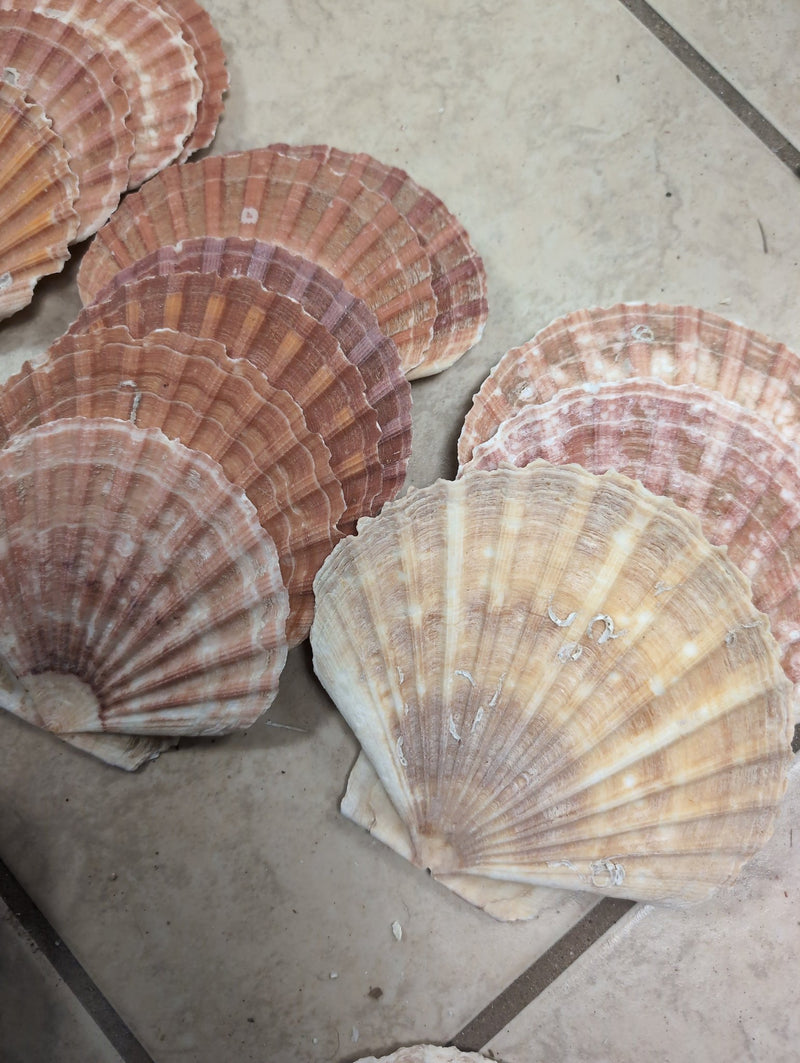 Raw Irish Flat Scallop Shells - ShellsLoving Coastal Living