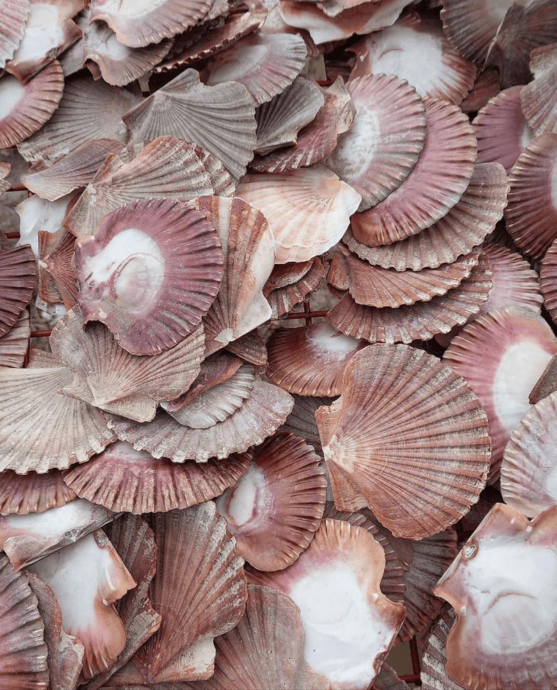 Raw Mexican Flat Scallop Shells - ShellsLoving Coastal Living