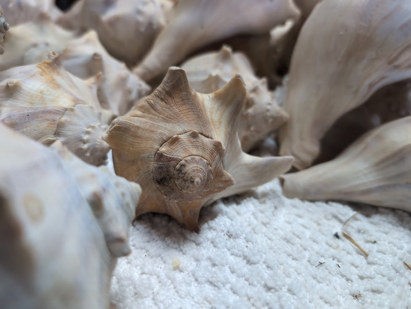 Raw North Atlantic Knobbed Whelk - Loving Coastal Living