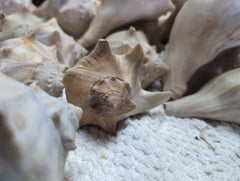 Raw North Atlantic Knobbed Whelk - Loving Coastal Living