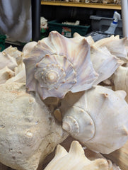 Raw North Atlantic Knobbed Whelk - Loving Coastal Living