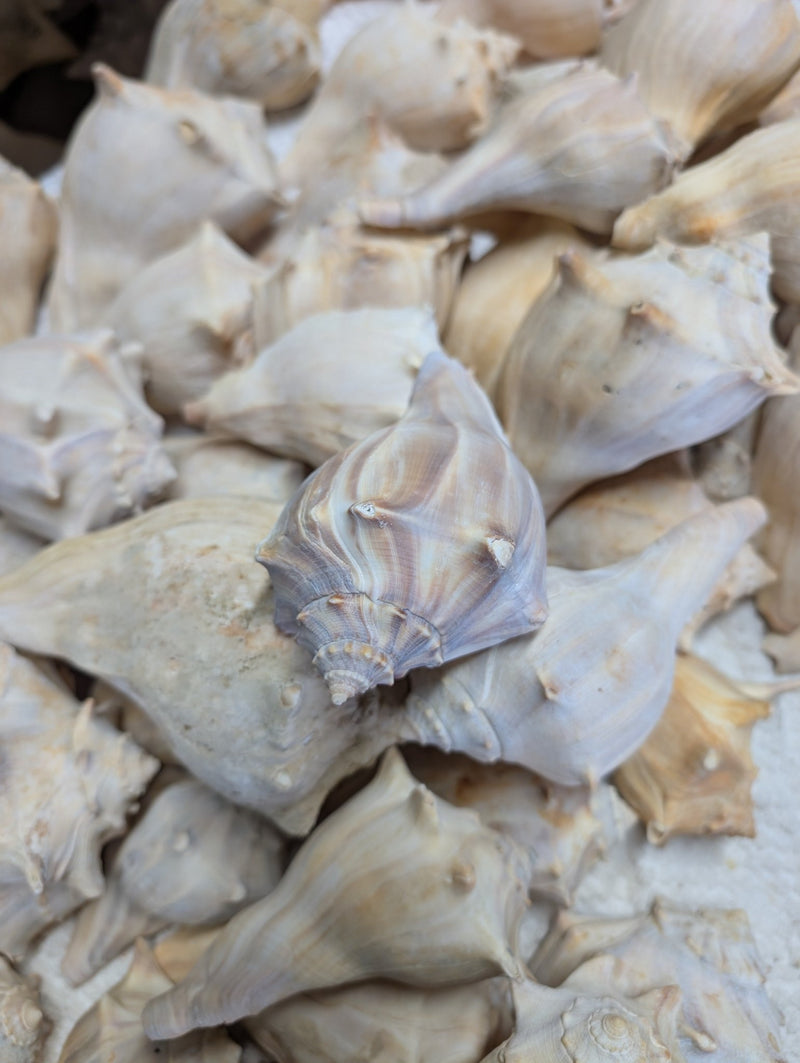 Raw North Atlantic Knobbed Whelk - Loving Coastal Living