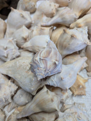 Raw North Atlantic Knobbed Whelk - Loving Coastal Living