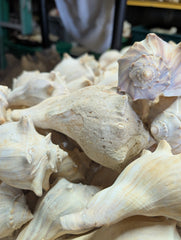Raw North Atlantic Knobbed Whelk - Loving Coastal Living