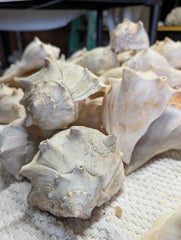 Raw North Atlantic Knobbed Whelk - Loving Coastal Living
