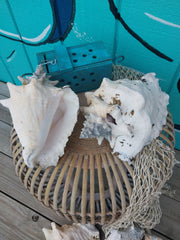 Raw Pink Queen Garden Conch with slit - Loving Coastal Living