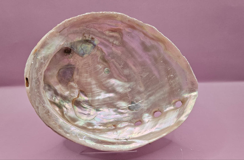 Raw Red Abalone Shell - 5.6"x4.5" Natural Shell for Décor, Smudging, and Crafts - ShelllsLoving Coastal Living