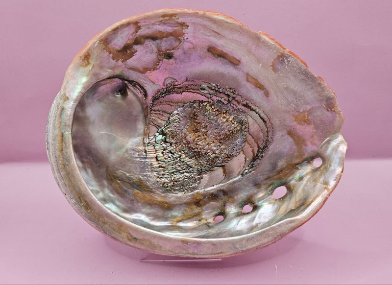 Raw Red Abalone Shell - 7"x5.8" Natural Shell for Décor, Smudging, and Crafts - ShelllsLoving Coastal Living