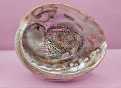 Raw Red Abalone Shell - 7