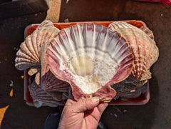 Raw Rust/Orange Lions Paw Scallop Shell - ShellsLoving Coastal Living